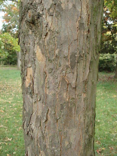 Acer buergerianum ecorce